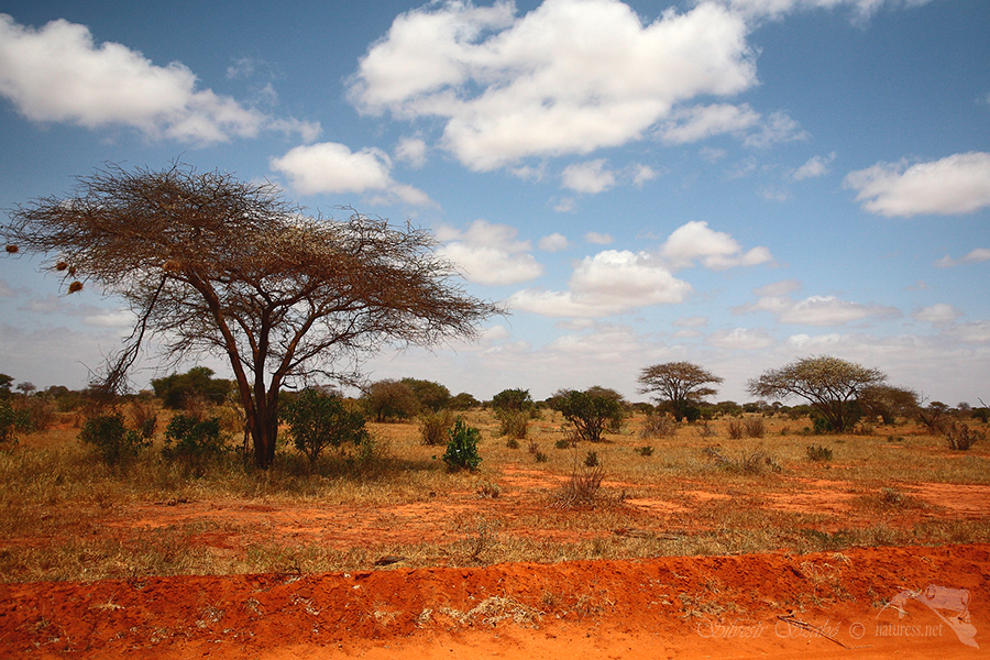 N&aacute;rodn&iacute; park Tsavo-Tsavo East Tsavo West