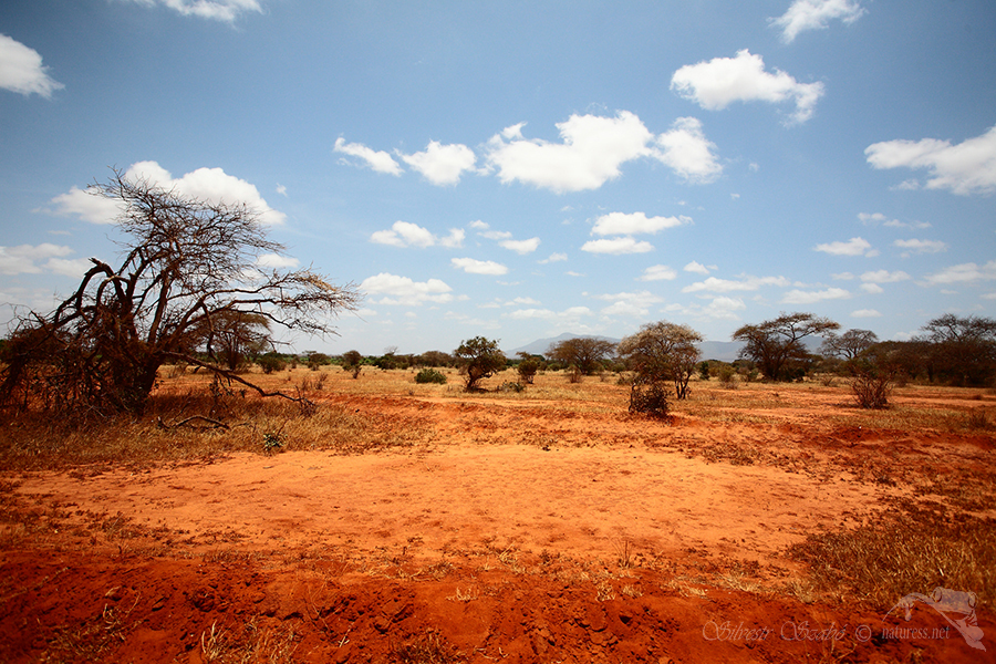 N&aacute;rodn&iacute; park Tsavo v&yacute;chod -Tsavo East 