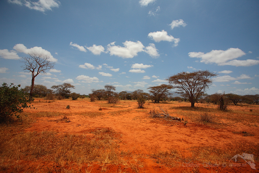 N&aacute;rodn&iacute; park Tsavo v&yacute;chod -Tsavo East 