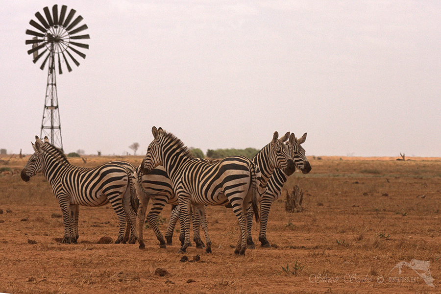 N&aacute;rodn&iacute; park Tsavo v&yacute;chod -Tsavo East 