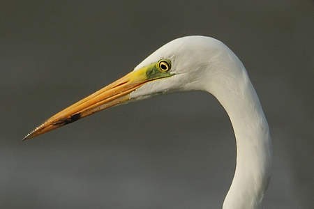 Volavka b&iacute;l&aacute; (Ardea alba)