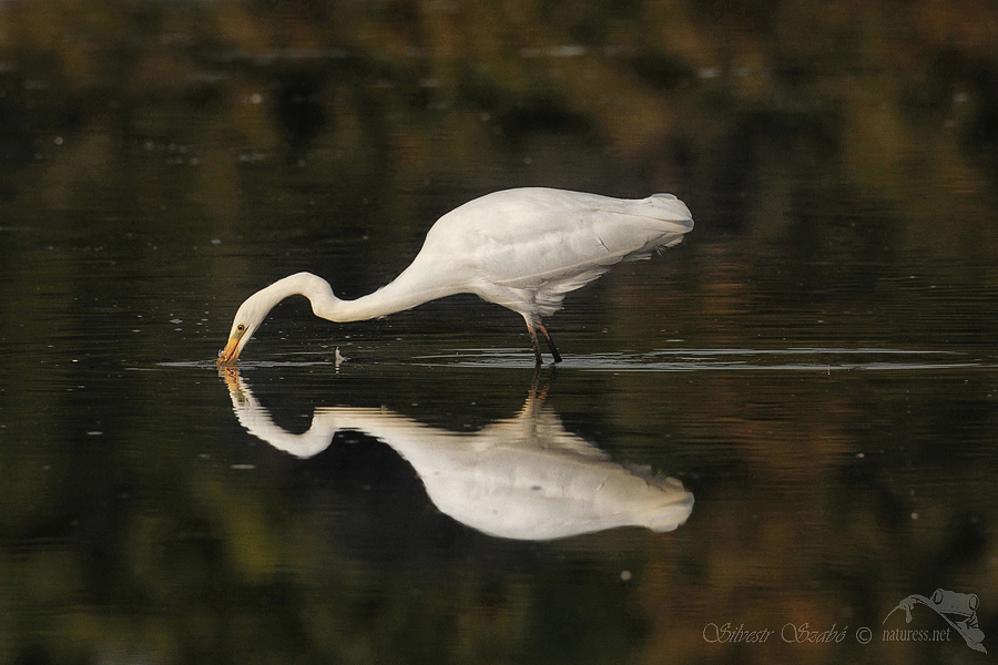 Volavka b&iacute;l&aacute; (Ardea alba)