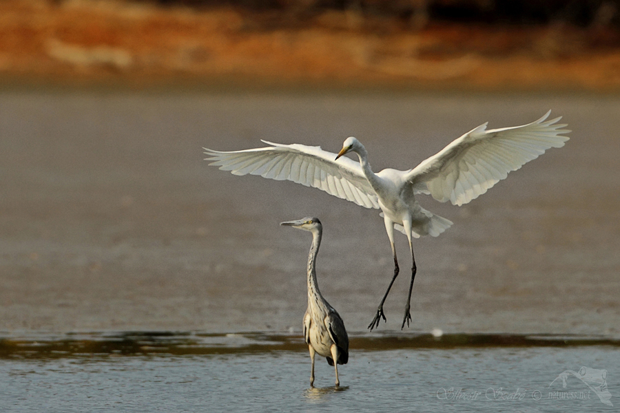 Volavka b&iacute;l&aacute; (Ardea alba)