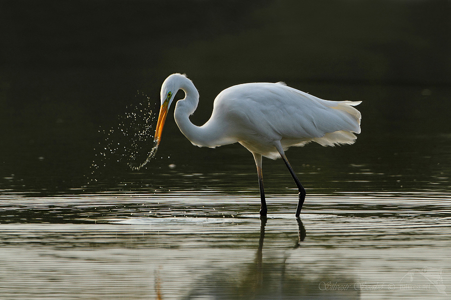 Volavka b&iacute;l&aacute; (Ardea alba)