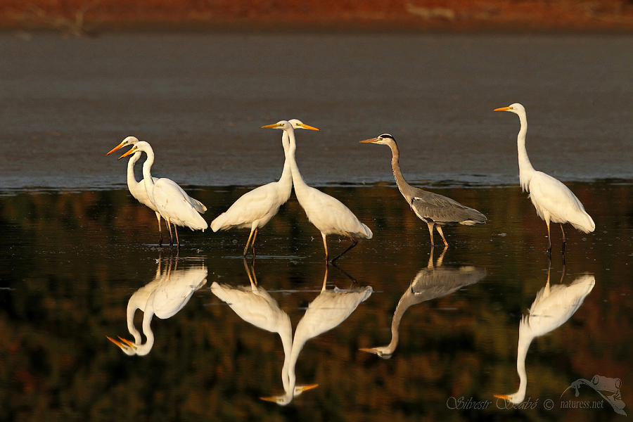 Volavka b&iacute;l&aacute; (Ardea alba)
