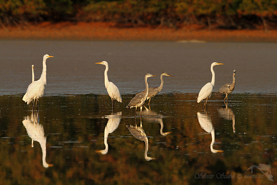 Volavka b&iacute;l&aacute; (Ardea alba)