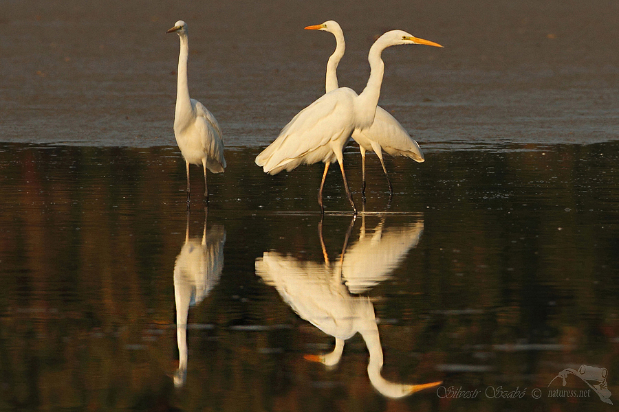 Volavka b&iacute;l&aacute; (Ardea alba)