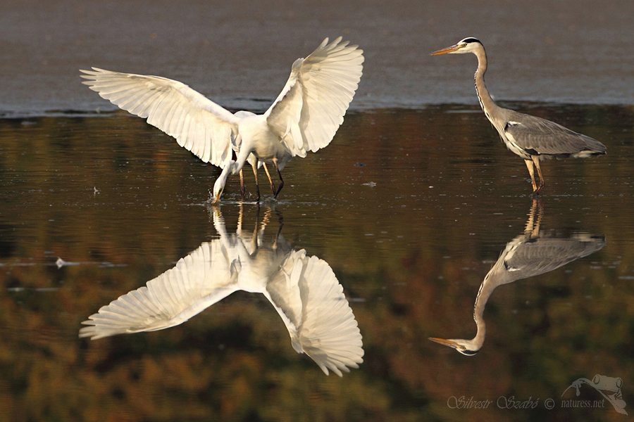 Volavka b&iacute;l&aacute; (Ardea alba)
