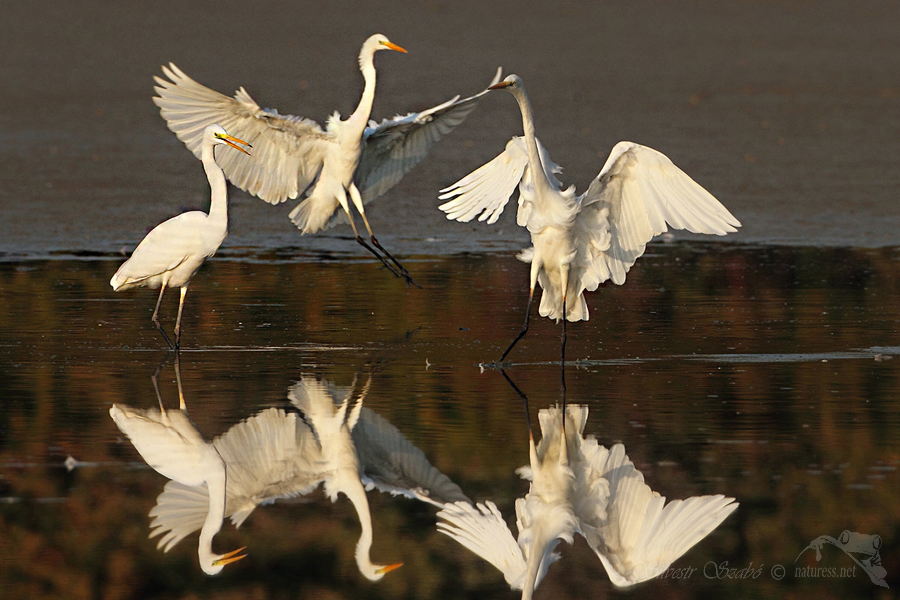 Volavka b&iacute;l&aacute; (Ardea alba)