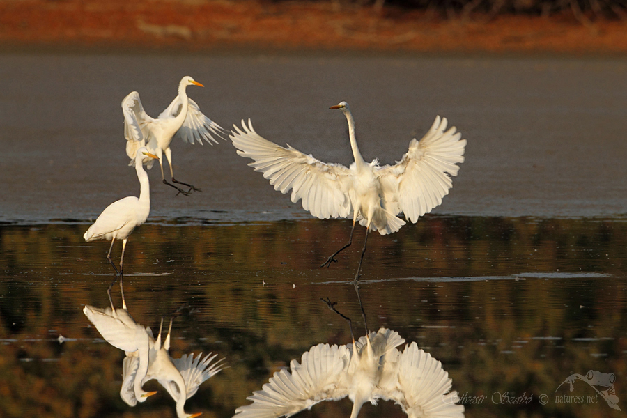 Volavka b&iacute;l&aacute; (Ardea alba)