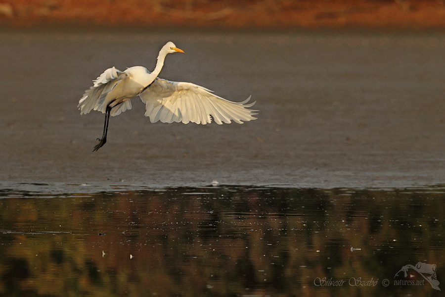 Volavka b&iacute;l&aacute; (Ardea alba)