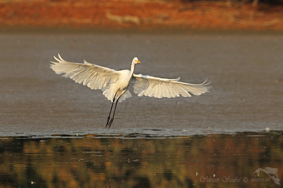 Volavka b&iacute;l&aacute; (Ardea alba)