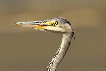 Volavka popelav&aacute; (Ardea cinerea)