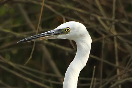 Volavka stř&iacute;břit&aacute; (Egretta garzetta)