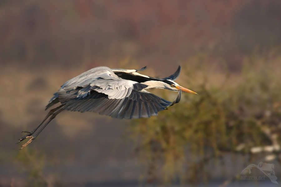 Volavka popelavá (Ardea cinerea)