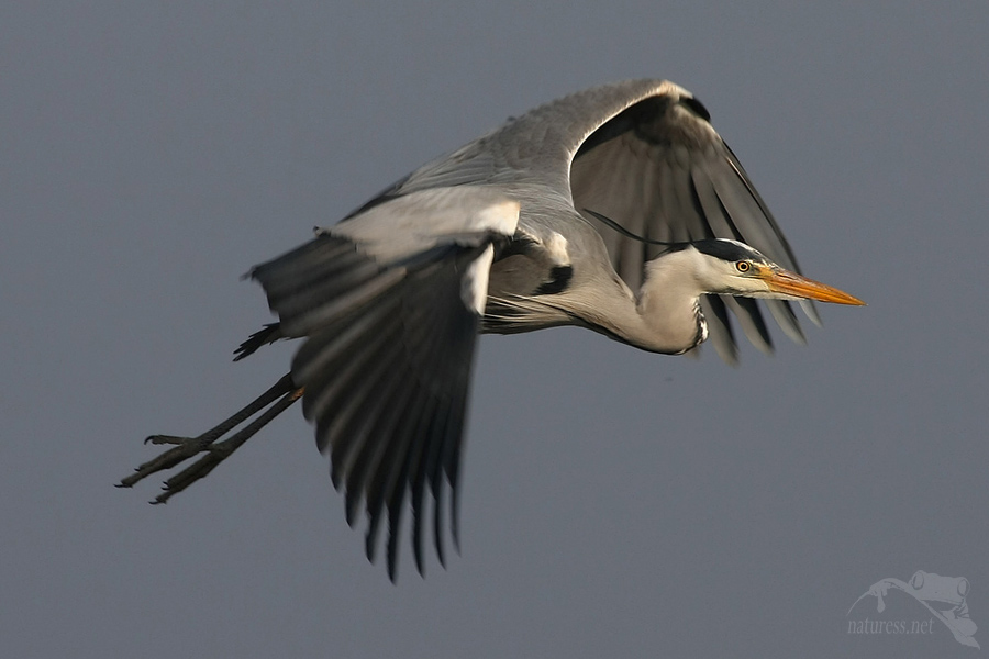 Volavka popelavá (Ardea cinerea)