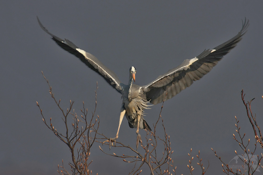 Volavka popelavá (Ardea cinerea)