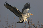 Přípravy  Volavky popelavé (Ardea cinerea)  na hnízdění 