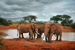 N&aacute;rodn&iacute; park Tsavo v&yacute;chod -Tsavo East National Park Kenya