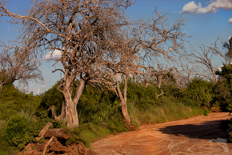N&aacute;rodn&iacute; park Tsavo v&yacute;chod -Tsavo East National Park Kenya