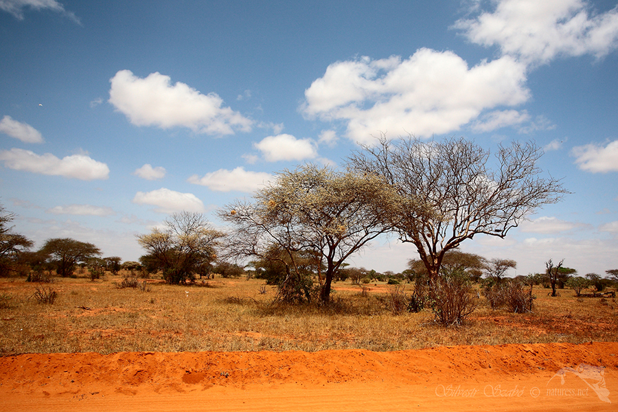 N&aacute;rodn&iacute; park Tsavo v&yacute;chod -Tsavo East National Park Kenya