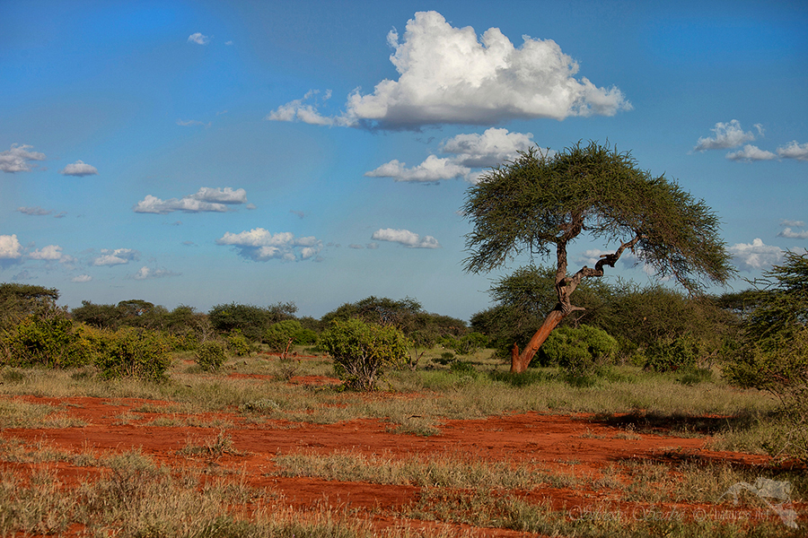 N&aacute;rodn&iacute; park Tsavo v&yacute;chod -Tsavo East National Park Kenya