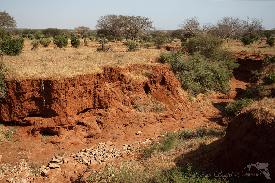 N&aacute;rodn&iacute; park Tsavo v&yacute;chod -Tsavo East National Park Kenya